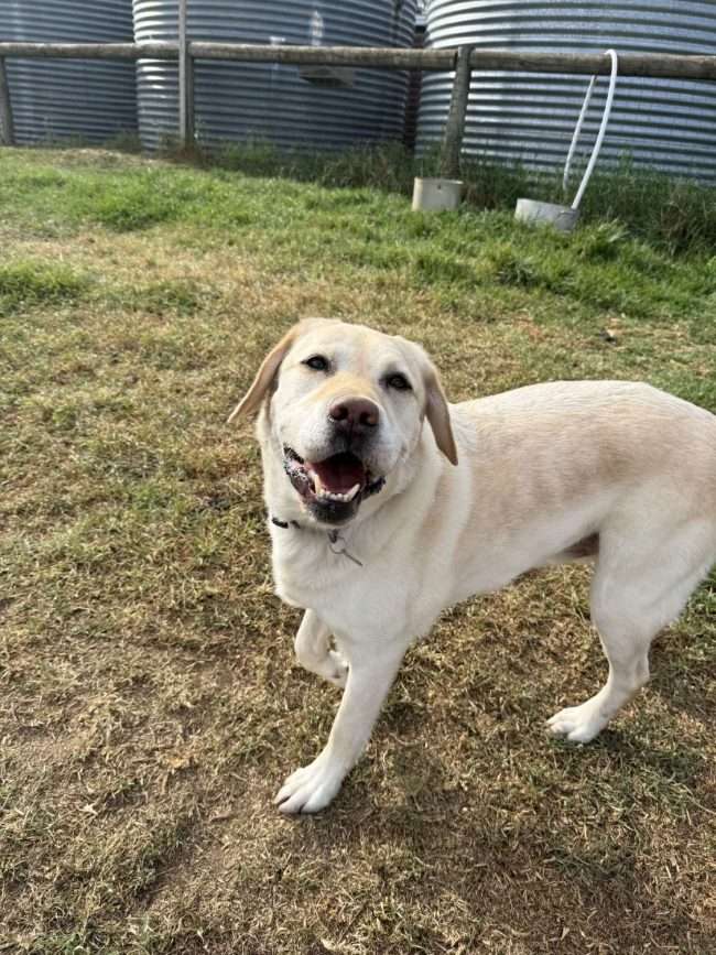 Hahndorf Dog Retreat is the ultimate retreat for your four-legged family members, offering a safe, loving, and engaging environment. Set on 20 scenic acres, we provide premium boarding, daycare, and training to ensure your dog feels right at home.