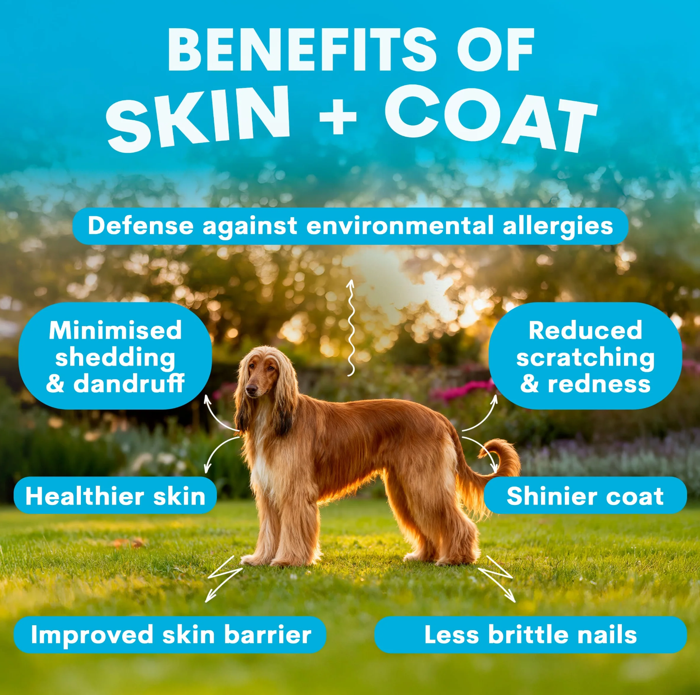 PetzPark Skin & Coat for Dogs - Image 2
